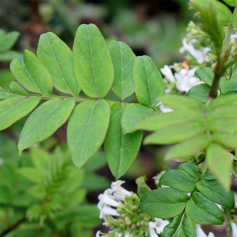 Fiederblättrige Flieder - Syringa pinnatifolia (Foliage)