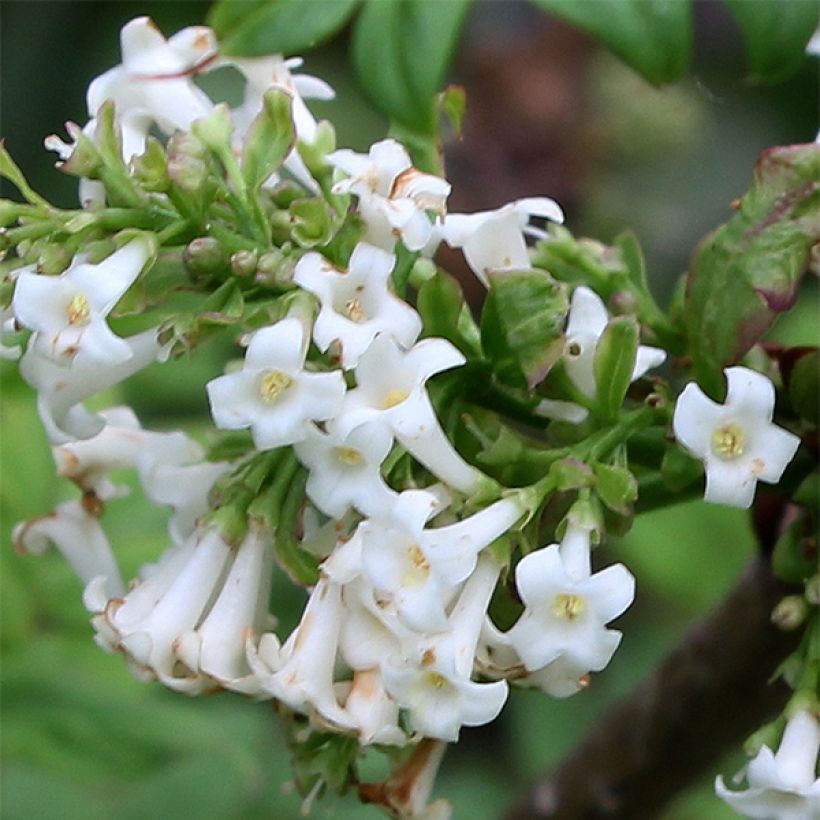 Fiederblättrige Flieder - Syringa pinnatifolia (Flowering)