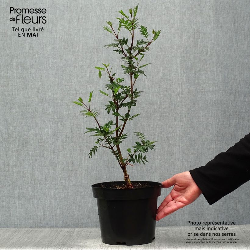 Example of Fiederblättrige Flieder - Syringa pinnatifolia Topf mit 4L/5L as you get in printemps