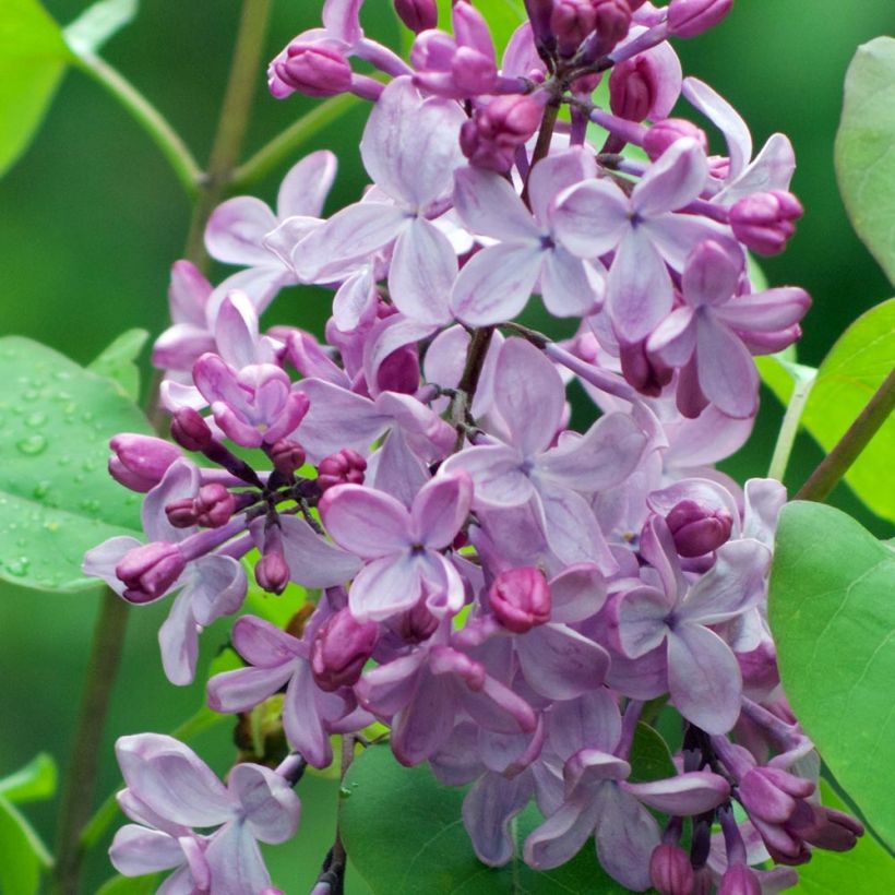Edelflieder - Syringa vulgaris (Blüte)