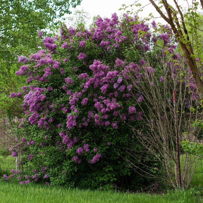 Edelflieder - Syringa vulgaris (Wuchs)