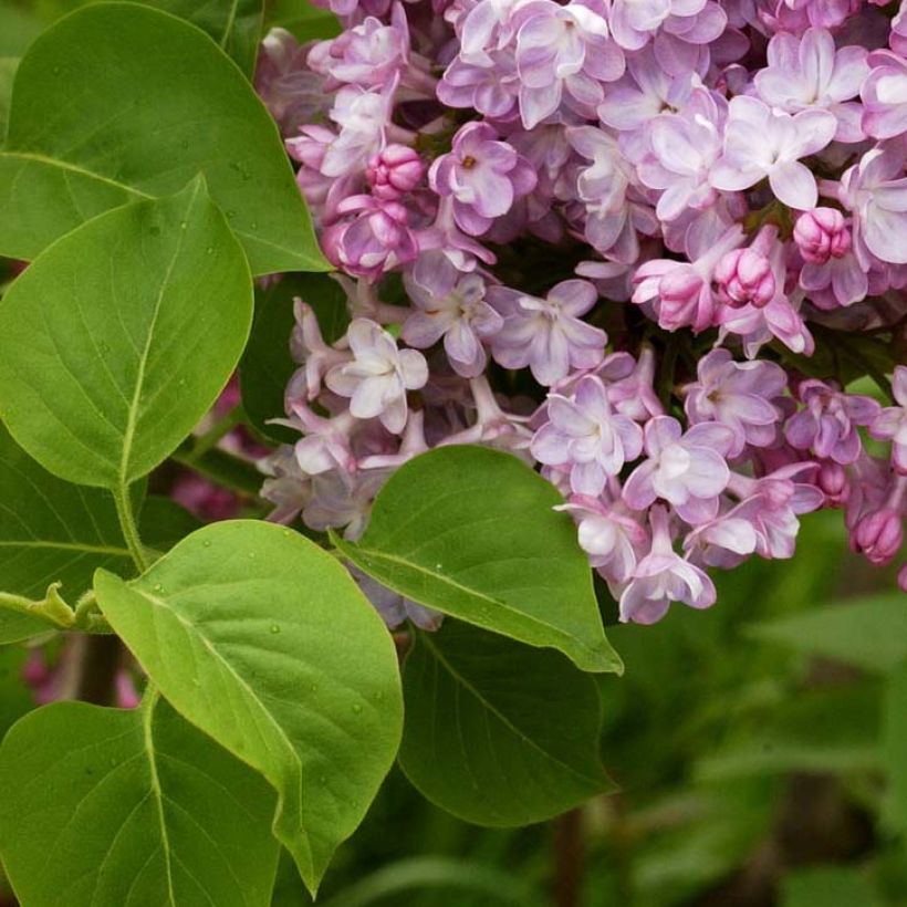 Edelflieder Belle de Nancy - Syringa vulgaris (Foliage)
