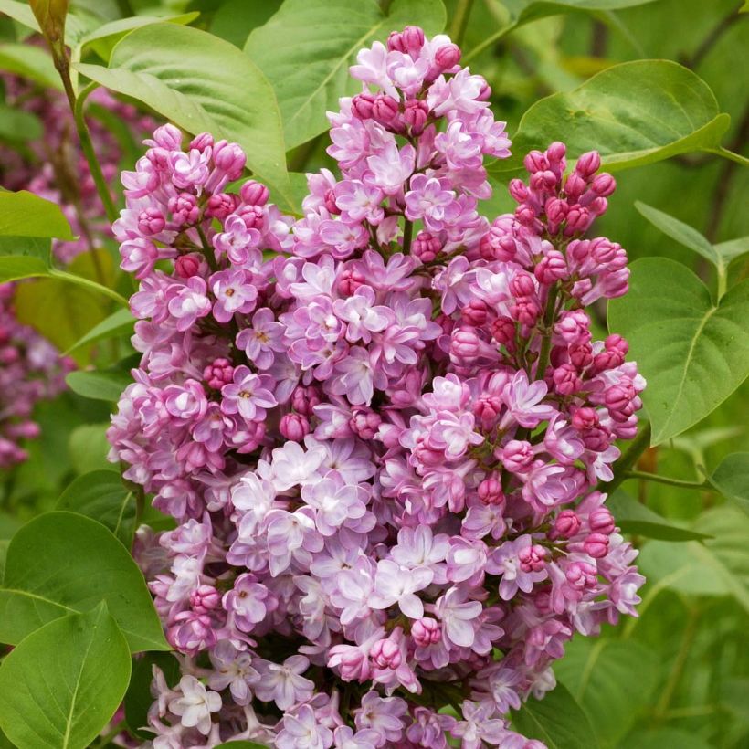 Edelflieder Belle de Nancy - Syringa vulgaris (Flowering)