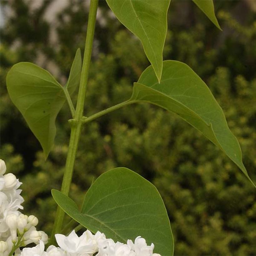 Edelflieder Dentelle d'Anjou - Syringa vulgaris (Foliage)
