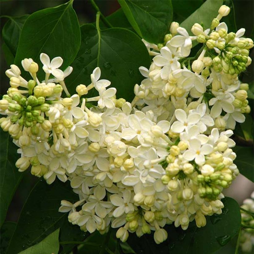 Edelflieder Dentelle d'Anjou - Syringa vulgaris (Flowering)