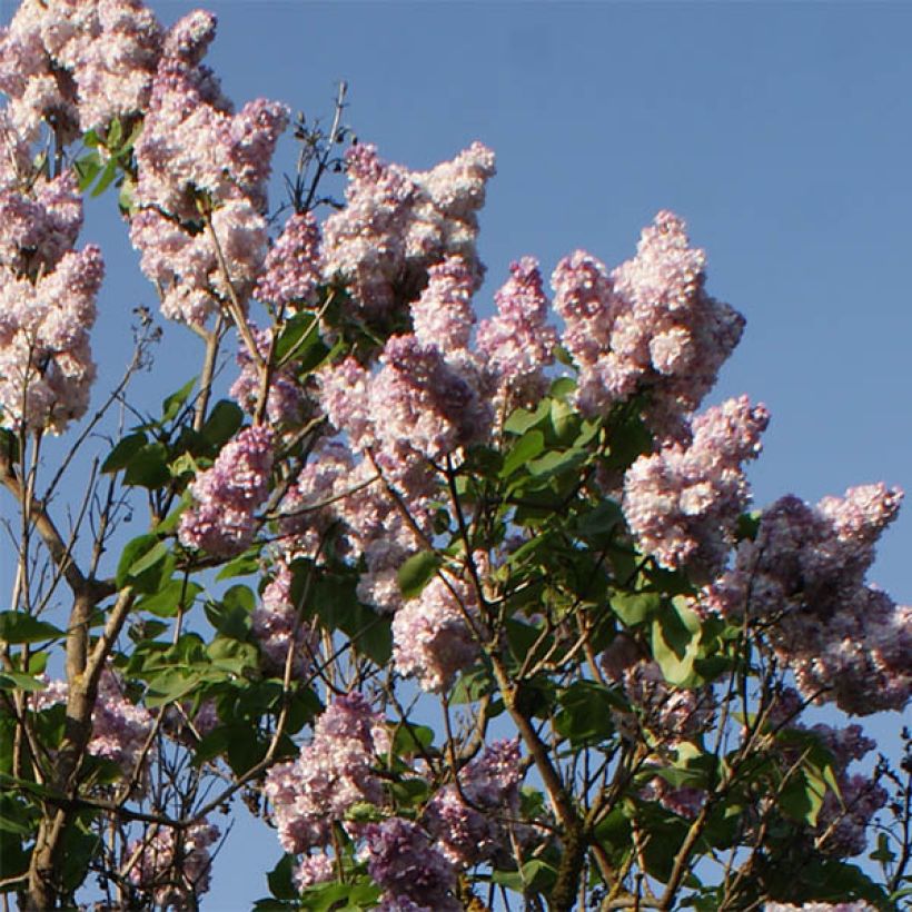 Edelflieder Katherine Havemeyer - Syringa vulgaris (Flowering)