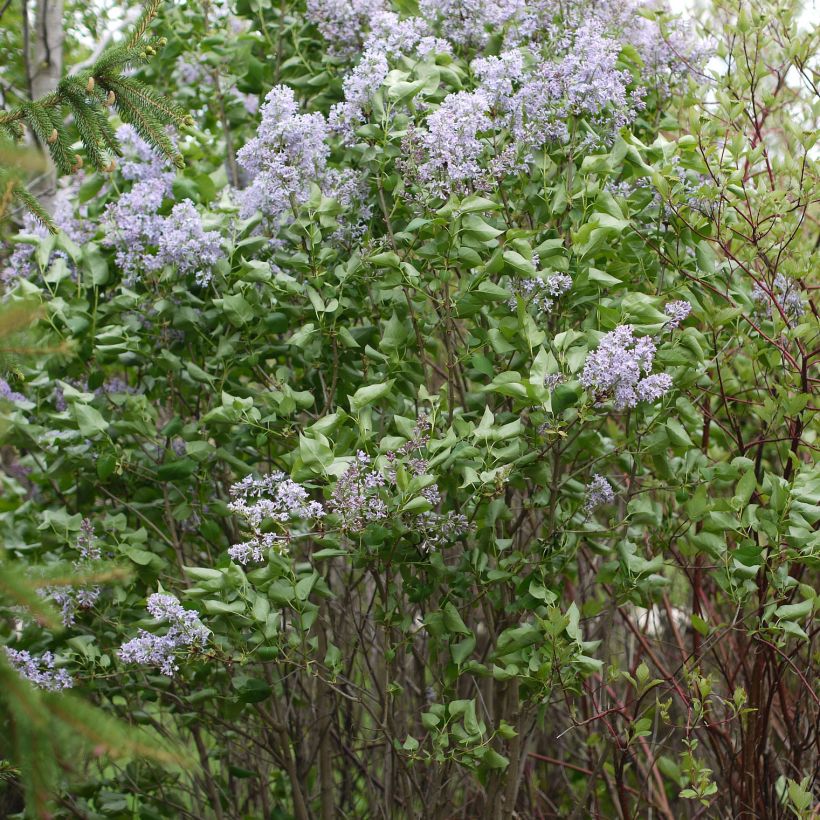 Edelflieder Président Grevy - Syringa vulgaris (Wuchs)