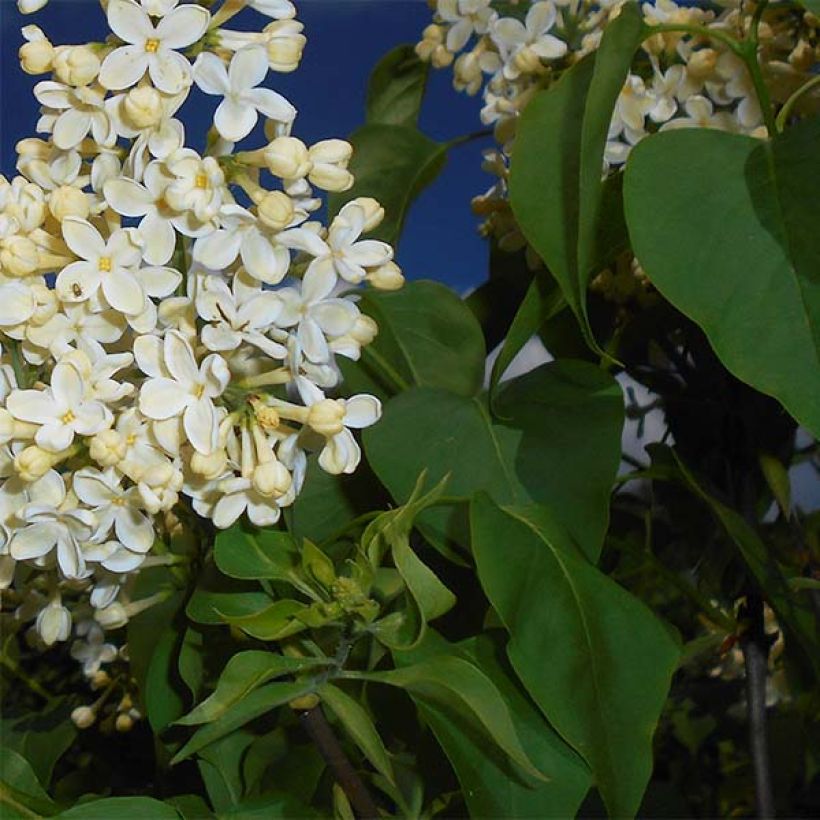 Edelflieder Primrose - Syringa vulgaris (Laub)