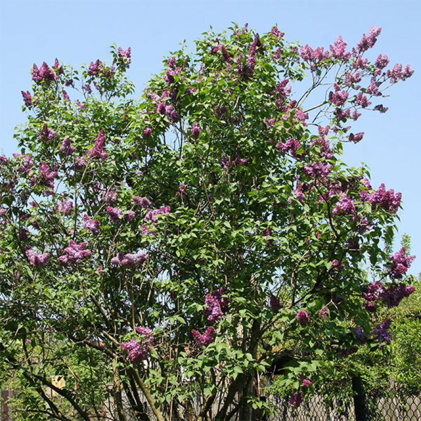 Edelflieder Prince Wolkonsky - Syringa vulgaris (Plant habit)