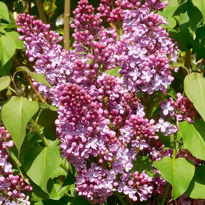 Edelflieder Princesse Sturdza - Syringa vulgaris (Flowering)