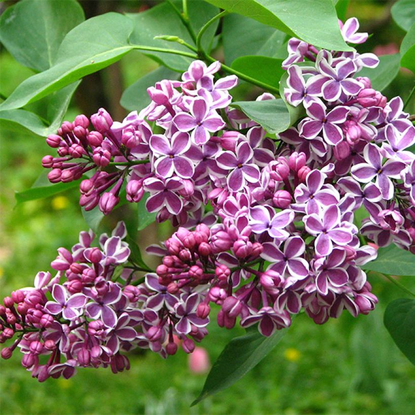 Edelflieder Sensation - Syringa vulgaris (Flowering)