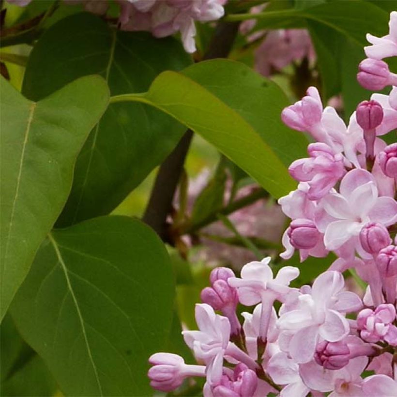 Edelflieder Zhemchuzhina - Syringa vulgaris (Foliage)