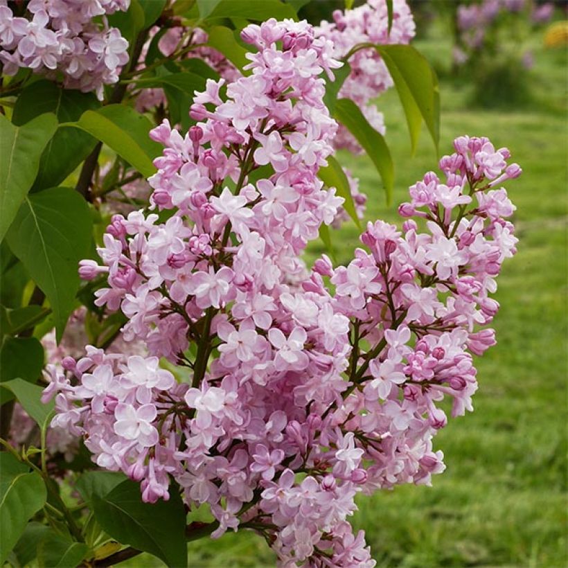 Edelflieder Zhemchuzhina - Syringa vulgaris (Flowering)