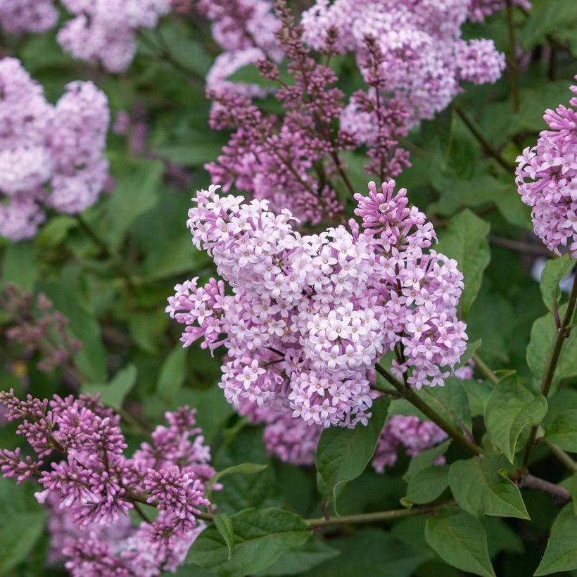 Chinesischer Flieder Saugeana - Syringa chinensis (Flowering)