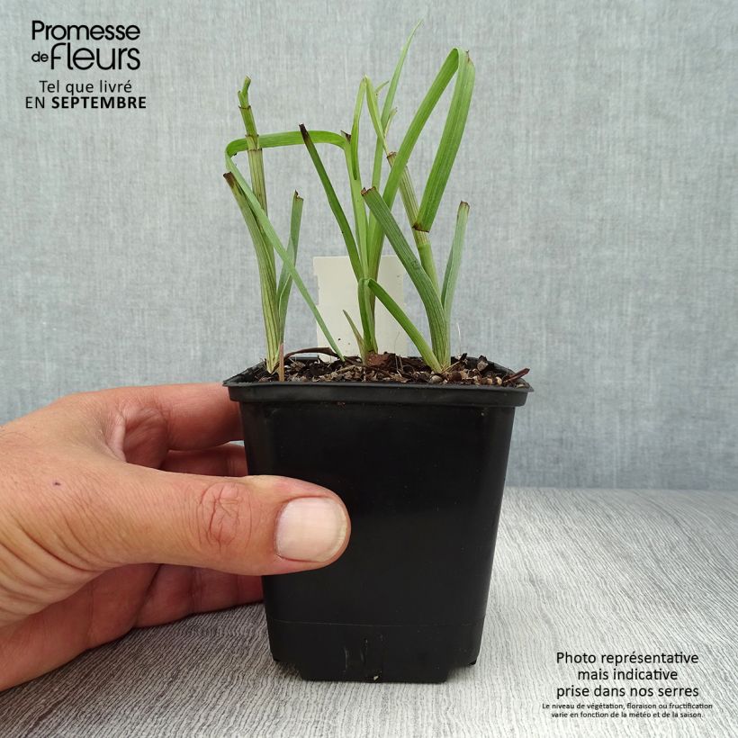 Exemplar von Tradescantia virginiana Brevicaulis - Ephémère de Virginie Godet de 8/9 cm wie im Herbst geliefert