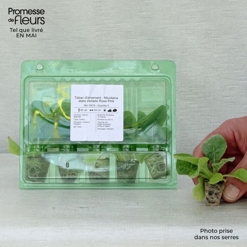 Exemplar von Flügel-Tabak Vedado Rose Pink - Nicotiana Mini-Plug Ø 3/4 cm wie im Frühjahr geliefert