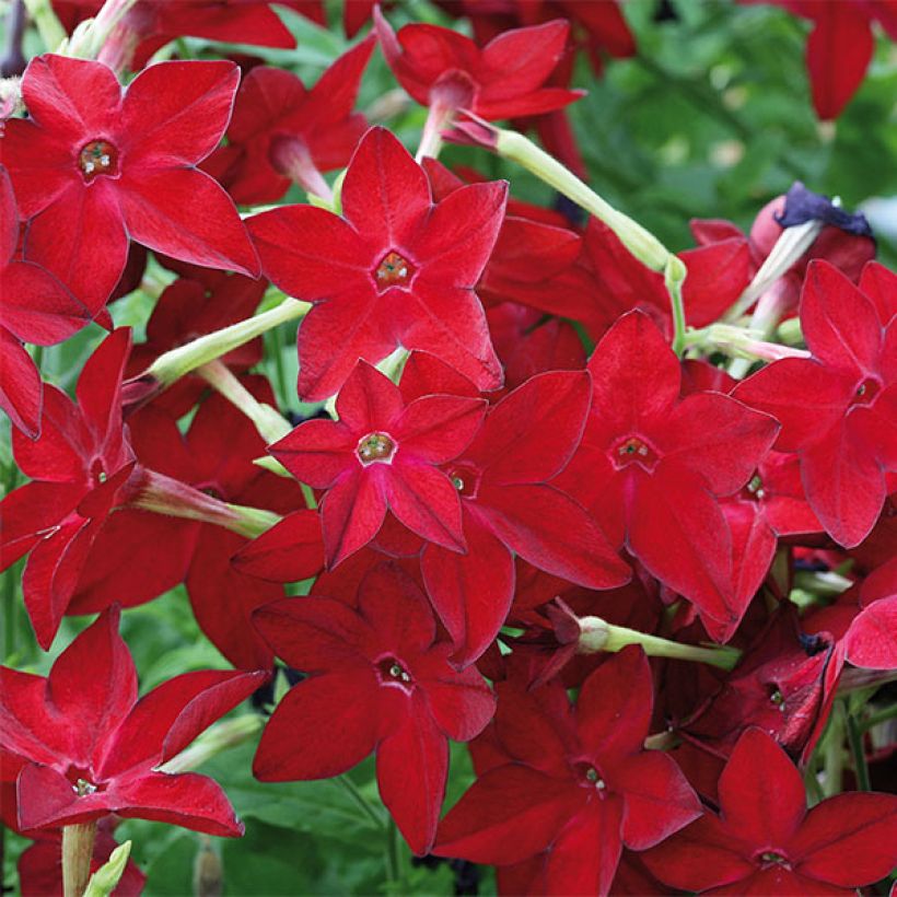 Niederer Ziertabak Perfume Red - Nicotiana (Flowering)