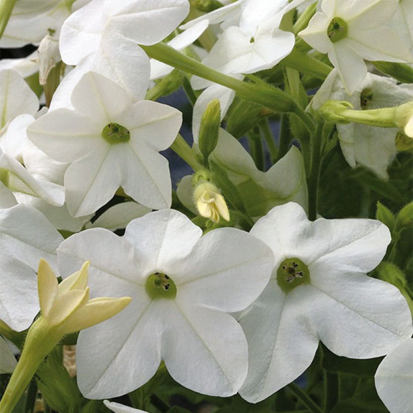 Niederer Ziertabak Perfume F1 White - Nicotiana (Flowering)