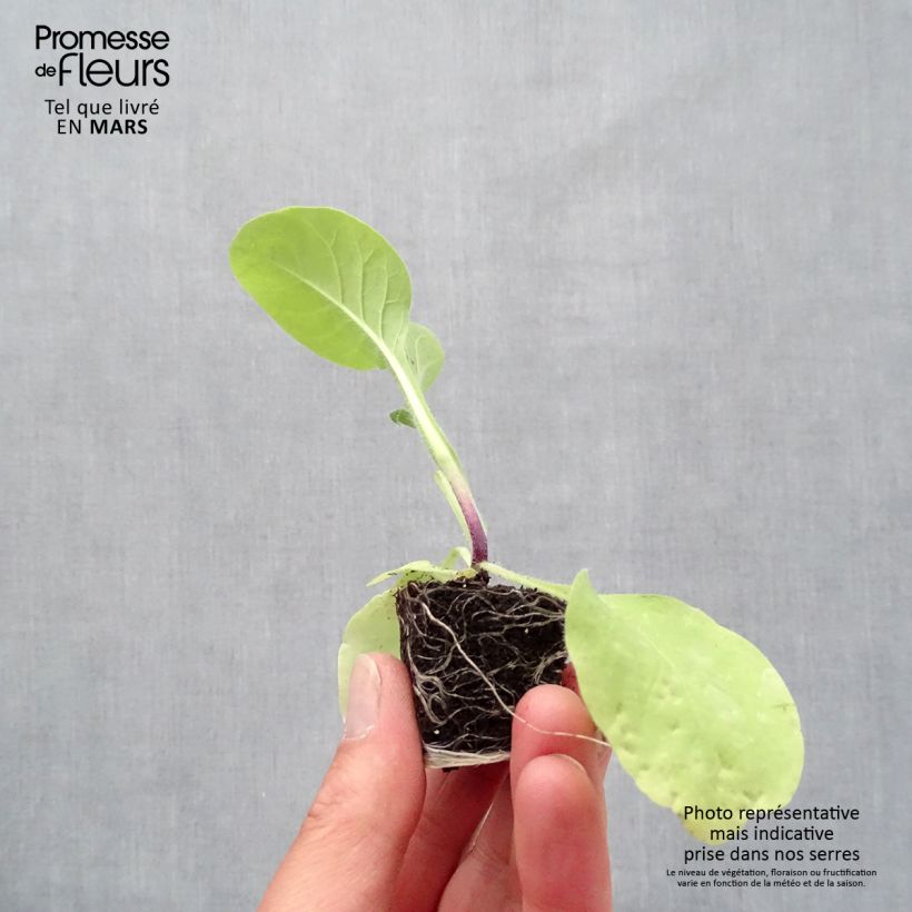 Example of Blütentabak Marshmallow - Nicotiana mutabilis Mini-Plug Ø 3/4 cm as you get in printemps