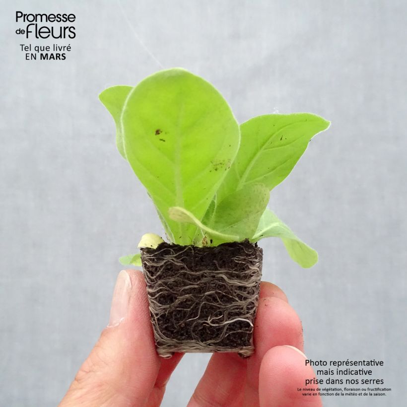 Exemplar von Wald-Tabak Only the Lonely - Nicotiana sylvestris Mini-Plug Ø 3/4 cm wie im Frühjahr geliefert