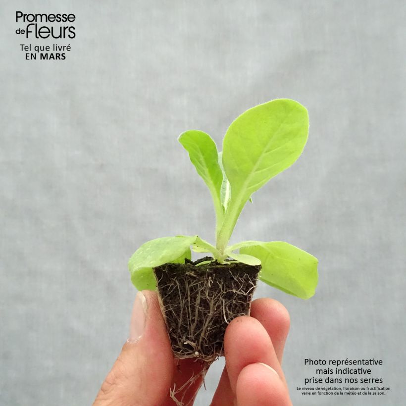 Exemplar von Niederer Ziertabak Perfume F1 Mix - Nicotiana Jardi-Plug: Wurzelballen 3,8 cm x 3,2 cm in Anzuchtplatte à 15 Stück. wie im Frühjahr geliefert