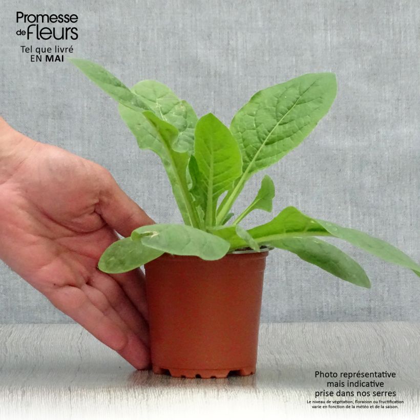 Example of Niederer Ziertabak Perfume Red - Nicotiana Kleine Töpfe von 8/9 cm as you get in printemps