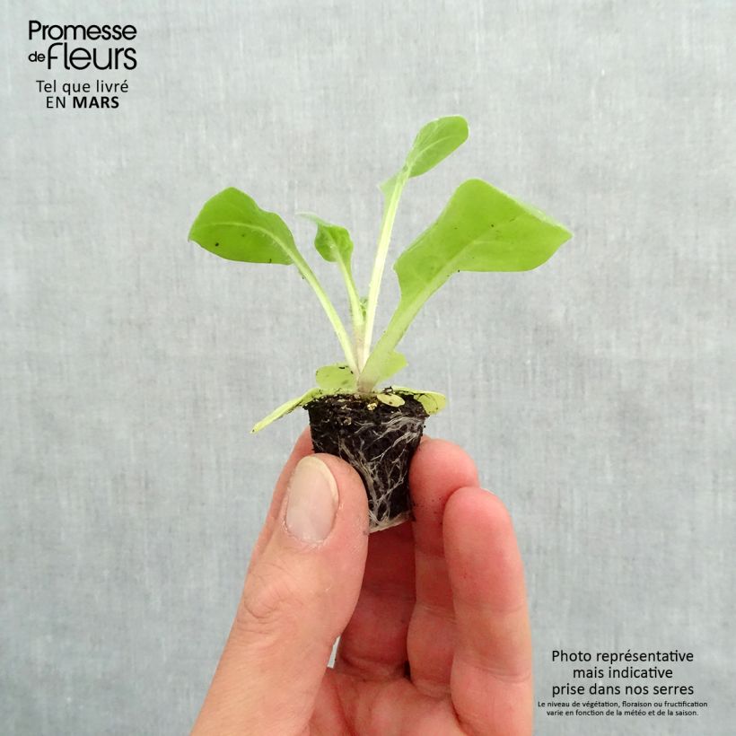 Example of Niederer Ziertabak Perfume F1 White - Nicotiana Mini-Plug Ø 3/4 cm as you get in printemps