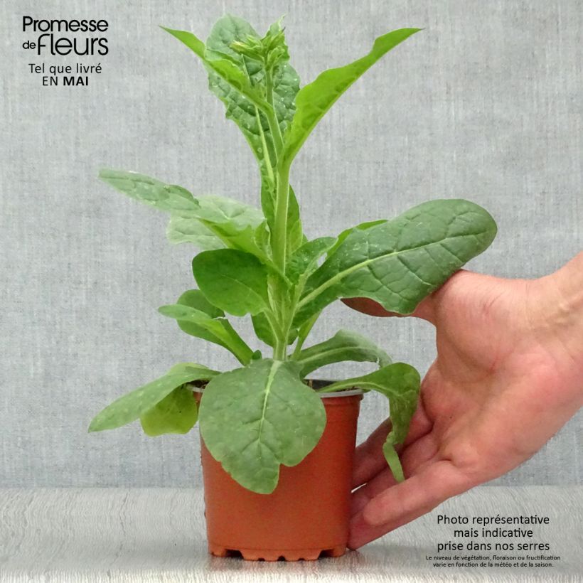 Example of Niederer Ziertabak Perfume F1 White - Nicotiana Kleine Töpfe von 8/9 cm as you get in printemps