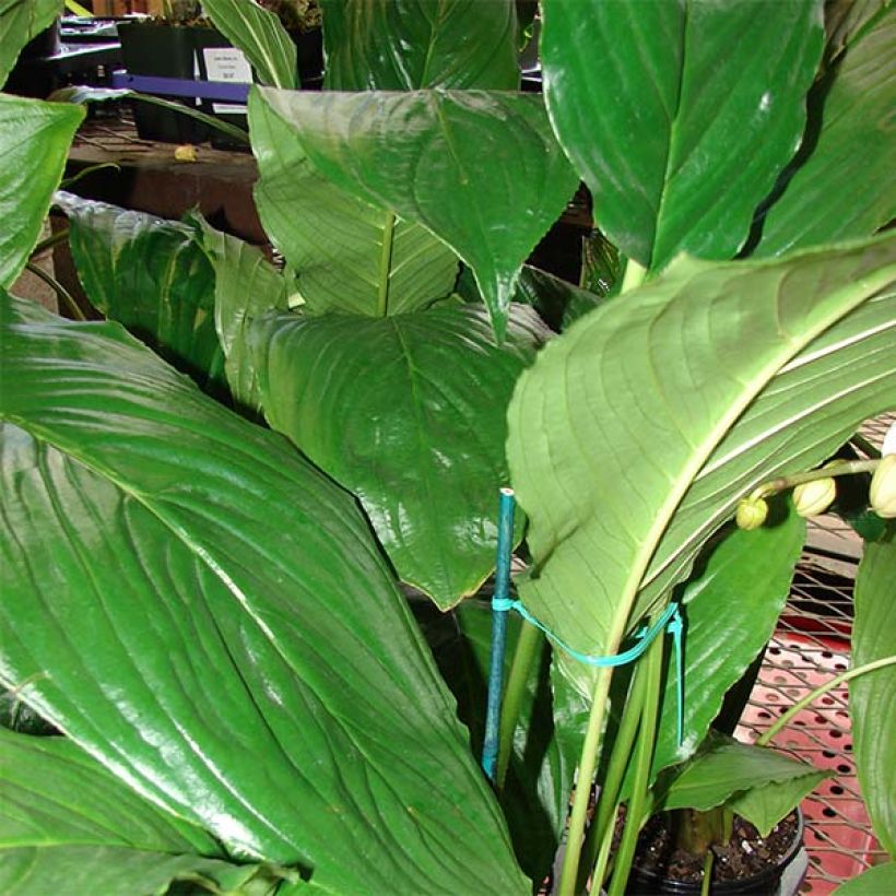 Tacca chantrieri - Fledermausblume (Laub)