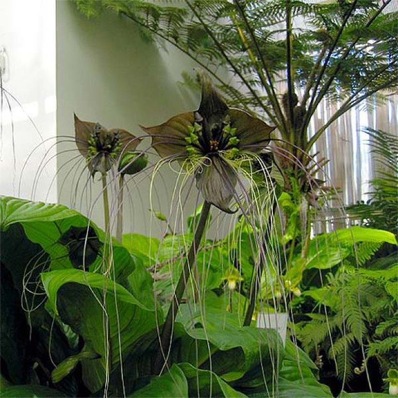 Tacca chantrieri - Fledermausblume (Blüte)