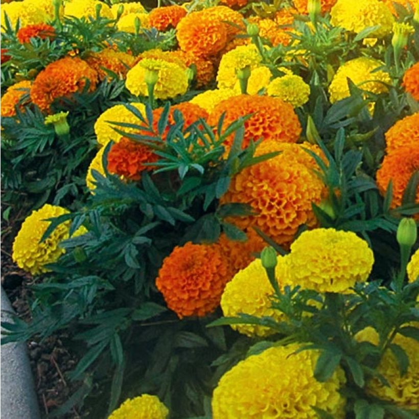 Aufrechte Studentenblume F1 Taishan Mix - Tagetes (Blüte)