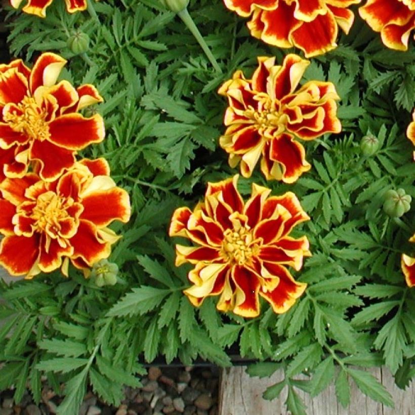 Niedrige Studentenblume Queen Yellow Fire - Tagetes (Laub)