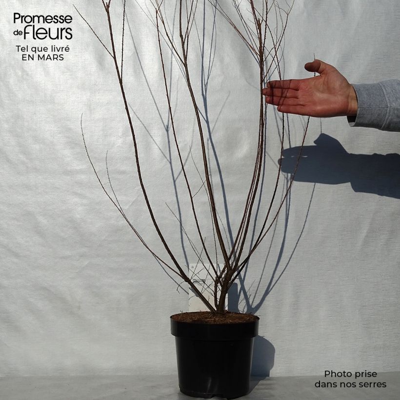 Example of Tamarix ramosissima Hulsdonk White - Sommertamariske Topf mit 3L/4L as you get in printemps