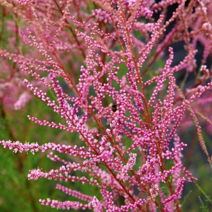 Tamarix ramosissima Rubra - Sommertamariske (Flowering)