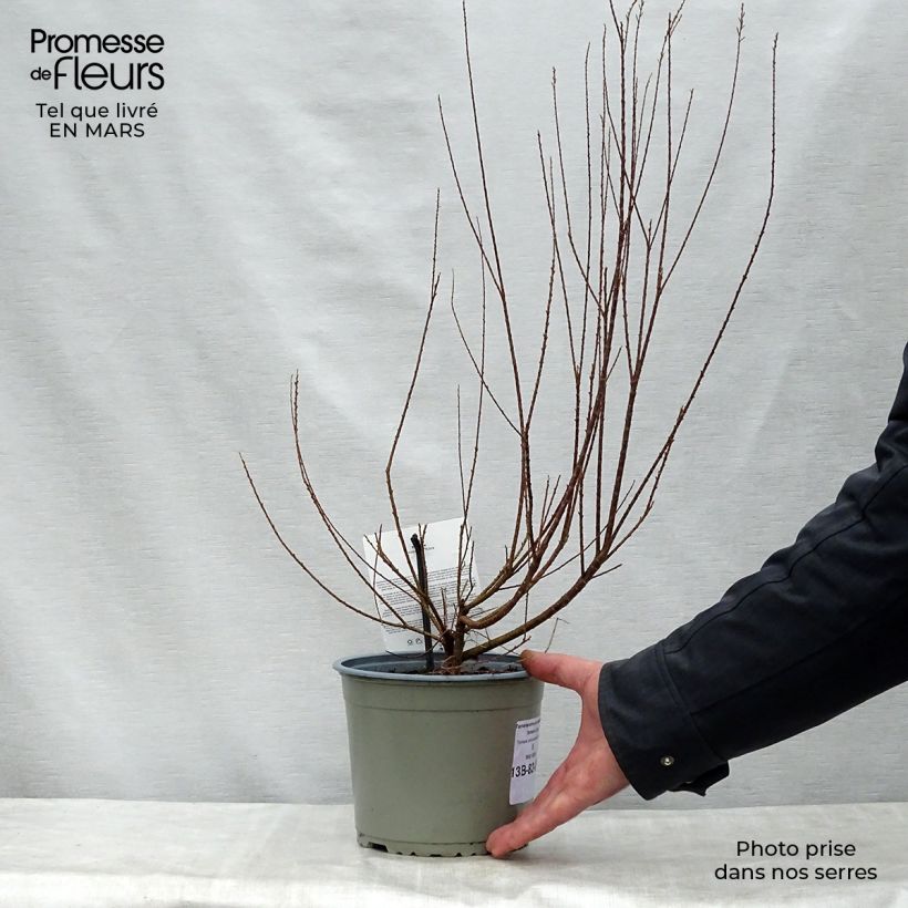 Example of Tamarix ramosissima Rubra - Sommertamariske Topf mit 3L/4L as you get in printemps