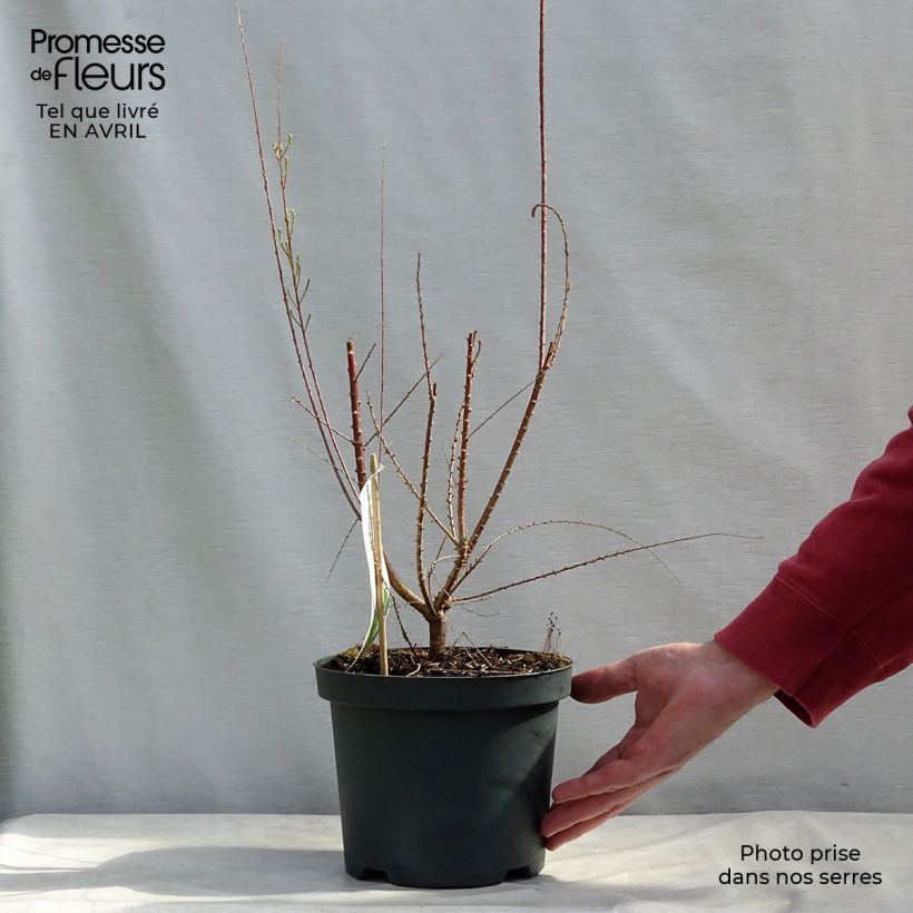 Exemplar von Tamarix ramosissima Pink Cascade - Sommertamariske Topf mit 2L/3L wie im Frühjahr geliefert