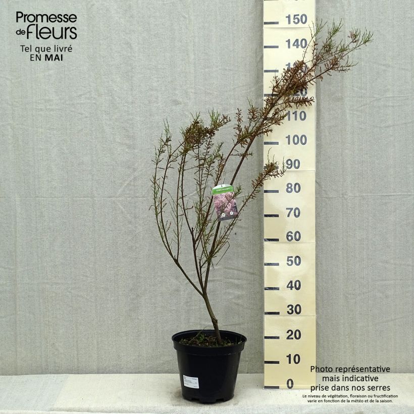 Example of Tamarix tetrandra - Viermännige Tamariske Topf mit 4L/5L as you get in printemps