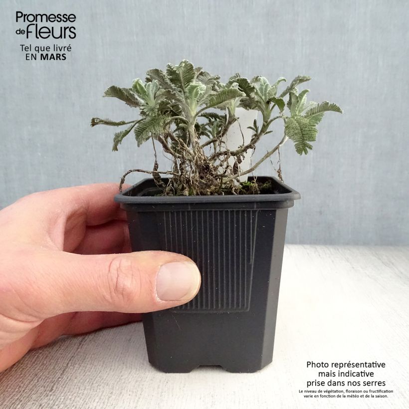 Example of Tanacetum haradjanii - Silberblatt-Margerite Kleine Töpfe von 7/8 cm as you get in printemps