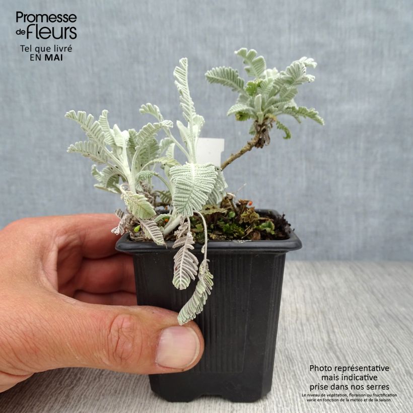 Exemplar von Tanacetum haradjanii Little Frosty - Silberblatt-Margerite Kleine Töpfe von 8/9 cm wie im Frühjahr geliefert