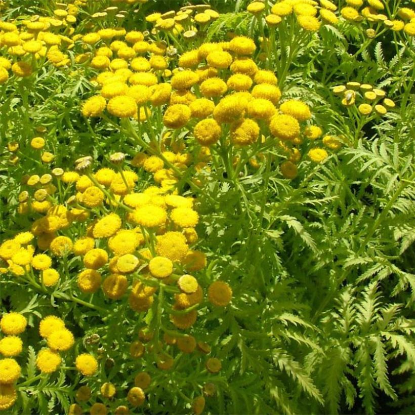 Rainfarn Isla Gold - Tanacetum vulgare (Foliage)