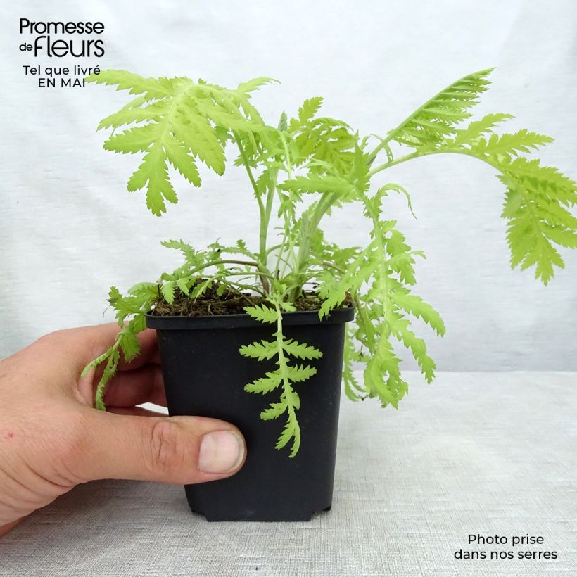 Example of Rainfarn Isla Gold - Tanacetum vulgare Kleine Töpfe von 8/9 cm as you get in printemps