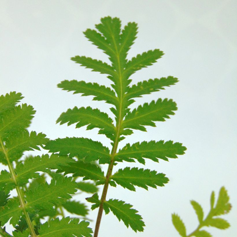 Rainfarn (Pflanzen) - Tanacetum vulgare (Foliage)