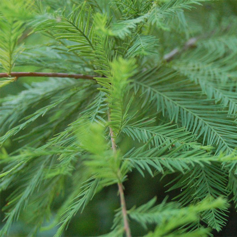 Taxodium distichum - Sumpfzypresse (Foliage)