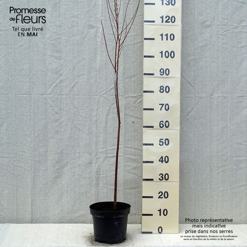 Example of Taxodium distichum - Sumpfzypresse Topf mit 3L/4L as you get in printemps