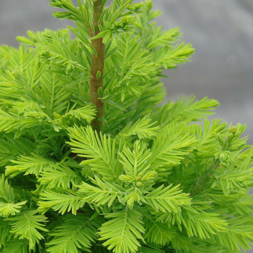 Taxodium distichum Pevé Minaret - Sumpfzypresse (Foliage)