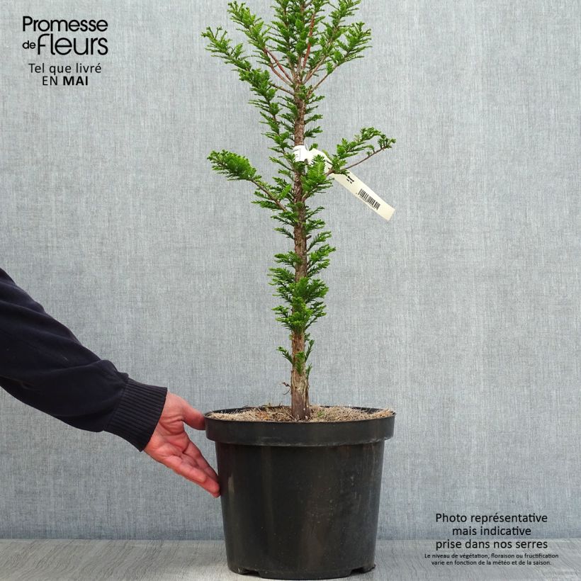 Example of Taxodium distichum Pevé Minaret - Sumpfzypresse Topf mit 6L/7L as you get in printemps