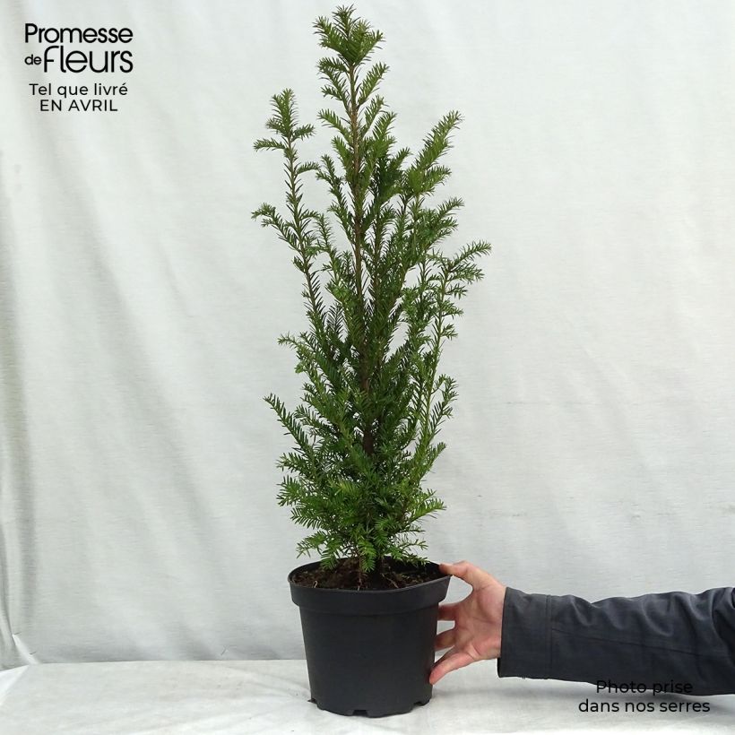 Example of Eibe - Taxus baccata Topf mit 4L/5L as you get in printemps