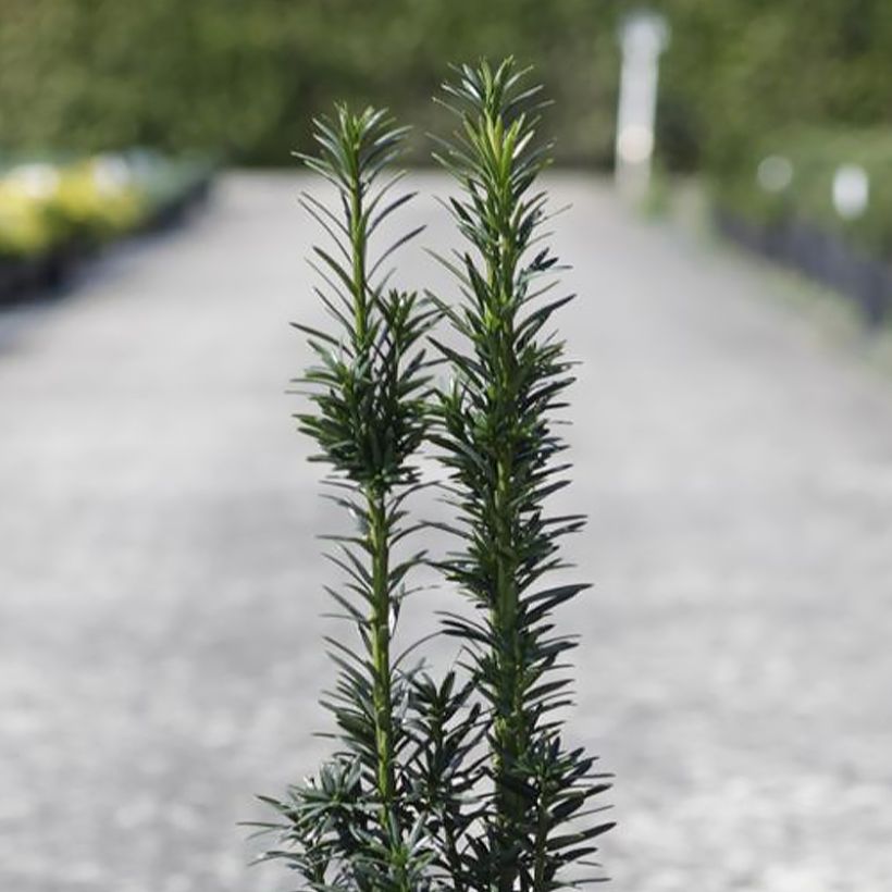 Säuleneibe Black Tower - Taxus baccata fastigiata (Foliage)