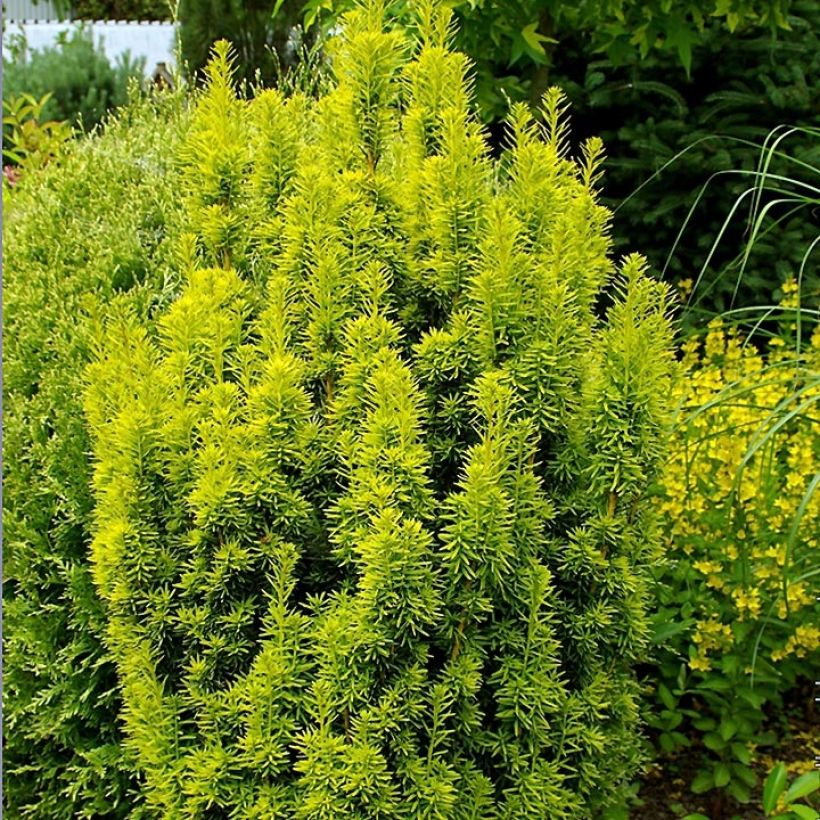 Eibe David - Taxus baccata (Wuchs)
