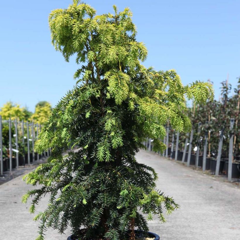 Eibe Dovastonii Aurea - Taxus baccata (Wuchs)